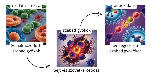 Antioxidáns hatás